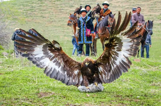 Kazakh herdsmen watch a hawk hunt a rabbit during a local festival in Yining county, Xinjiang Uighur Autonomous Region, China, in this picture taken April 4, 2016. (Photo by Reuters/China Daily)