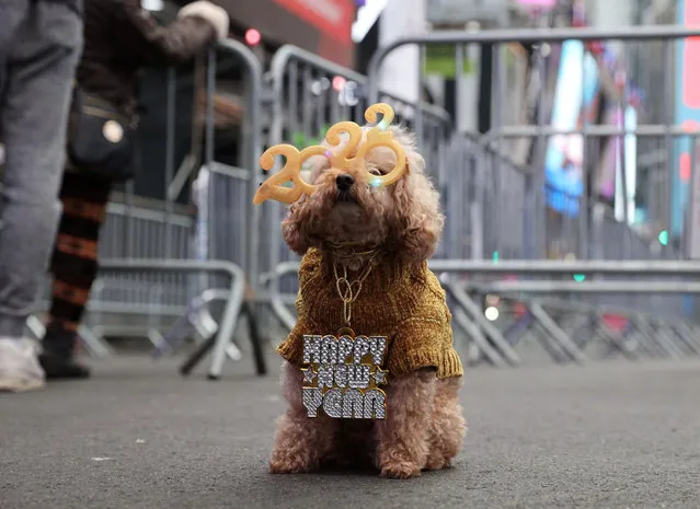 Teddy, a 12-year-old miniature poodle wearing 2022 glasses sits on West 47th Street ahead of New Year's Eve celebrations at Times Square as the Omicron variant continues to spread in the Manhattan borough of New York City, U.S., December 31, 2021. (Photo by Stefan Jeremiah/Reuters)