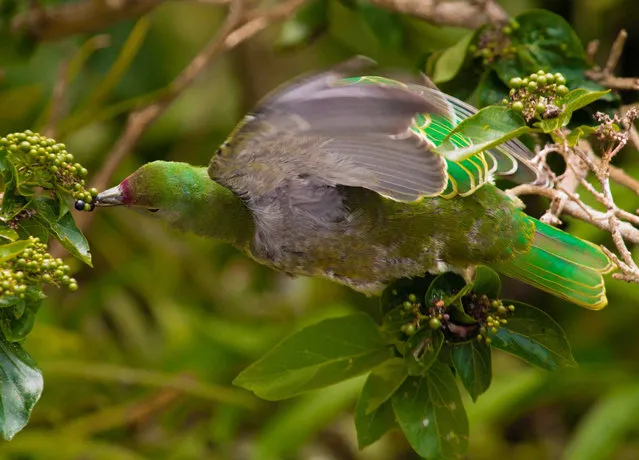 A handout photo provided on March 8, 2017 by Nature shows a Mariana fruit dove (Ptilinopus roseicapilla) eating a fruit from a Premna serratifolia in Saipan in 2013. A non- native snake species that has already wiped out most of Guam' s tree- dwelling birds is also decimating the Pacific island' s forests, researchers said on March 8, 2017. Growth of new trees on the US island territory may have dropped by as much as 92 percent due to the snake' s presence, they reported in the journal Nature Communications. (Photo by Lainie Berry/AFP Photo/Nature Publishing)