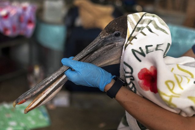 Volunteer Jason Foo holds a rescued pelican by its beak while treating the bird at the Wetlands and Wildlife Care Center in Huntington Beach, Calif., Tuesday, May 7, 2024. (Photo by Jae C. Hong/AP Photo)