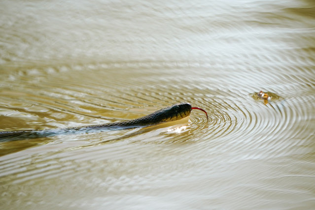 A snake is moving across the surface of the water just after sunrise at the Oxbow Nature Conservancy in Lawrenceburg, Indiana, on May 13, 2024. (Photo by Jason Whitman/NurPhoto/Rex Features/Shutterstock)