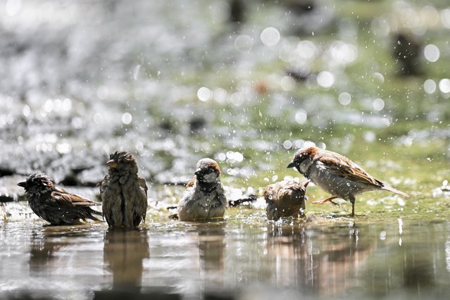 Sparrows are seen spending time in the water as animals living around Segmenler Park enjoy the spring and sunny weather in Ankara, Turkiye on May 17, 2024. (Photo by Mustafa Hatipoglu/Anadolu via Getty Images)