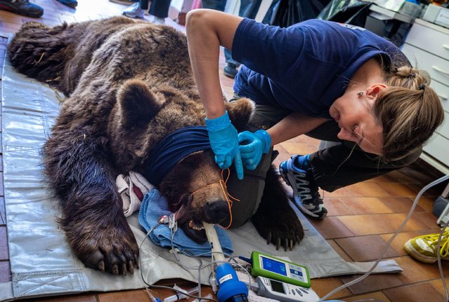 Vet Julia Bohner examines the 30-year-old anaesthetized bear “Mascha” in the Muritz bear sanctuary, Germany on May 21, 2024. In addition to the routine medical check on the bear, the veterinarians from Berlin also vaccinate the other animals in the park run by the animal welfare foundation “Vier Pfoten”. The Muritz Bear Sanctuary is currently home to 13 bears that were previously kept in inappropriate conditions in large natural enclosures. (Photo by Jens Buttner/dpa/Alamy Live News)