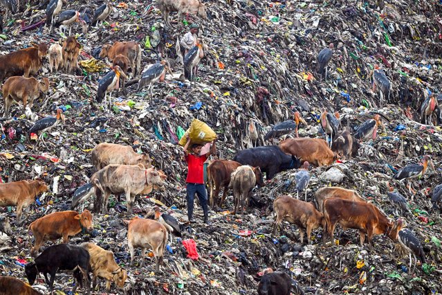 A rag picker carries recyclable materials amid cows and greater adjutant storks at a disposal site in Boragaon on the outskirts of Guwahati on June 5, 2024. (Photo by Biju Boro/AFP Photo)