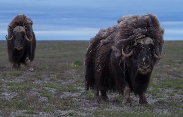 Wild Musk Oxen in Arctic Prairie in Russia