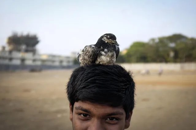 A boy rests his pet pigeon on his head as he plays with it in a slum in Mumbai April 28, 2014. (Photo by Danish Siddiqui/Reuters)