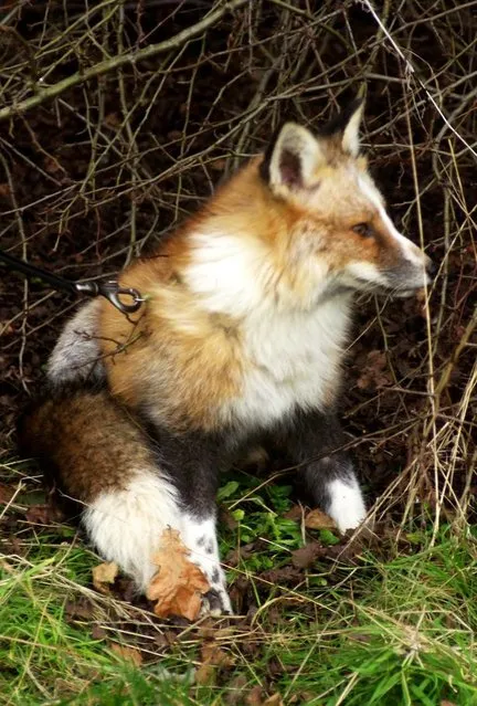 This Fox Thinks He’s A Dog