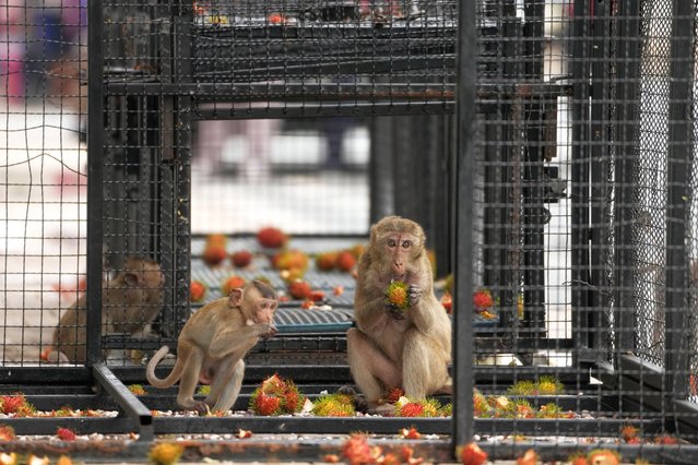 Monkeys eat rambutan in a cage which was set to trap monkeys in Lopburi Province, north of Bangkok, Thailand, Friday, May 24, 2024. A Thai town, run ragged by its ever-growing population of marauding wild monkeys, began the fight-back, Friday, using trickery and ripe tropical fruit. (Photo by Sakchai Lalit/AP Photo)