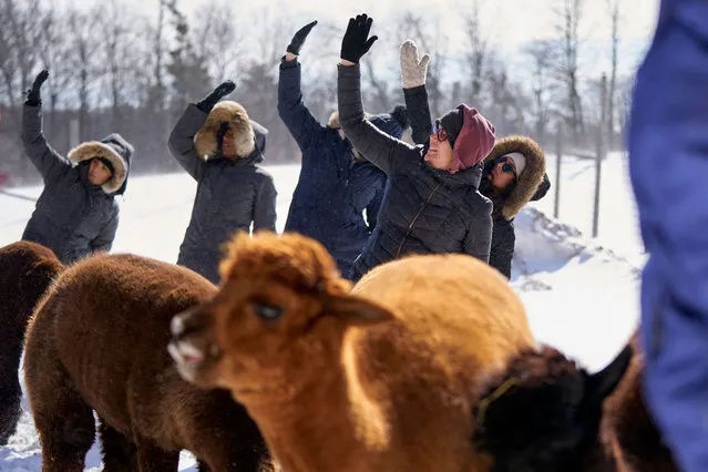 Kim Solga takes part in a Snow Yoga with Alpacas class at Brae Ridge Farm and Sanctuary near Guelph, Ontario, on February 20, 2022. (Photo by Geoff Robins/AFP Photo)