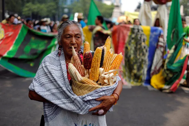 A demonstrator carries a basket with corn cobs during a protest march against Monsanto Co, the world's largest seed company, in Mexico City, Mexico, May 21, 2016. (Photo by Tomas Bravo/Reuters)