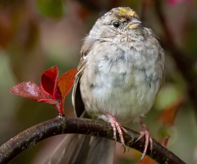 A golden-crowned sparrow perches in a crabapple tree on a chilly and rainy day near Elkton in rural southwestern Oregon on April 10, 2022. (Photo by Robin Loznak/ZUMA Press Wire/Rex Features/Shutterstock)