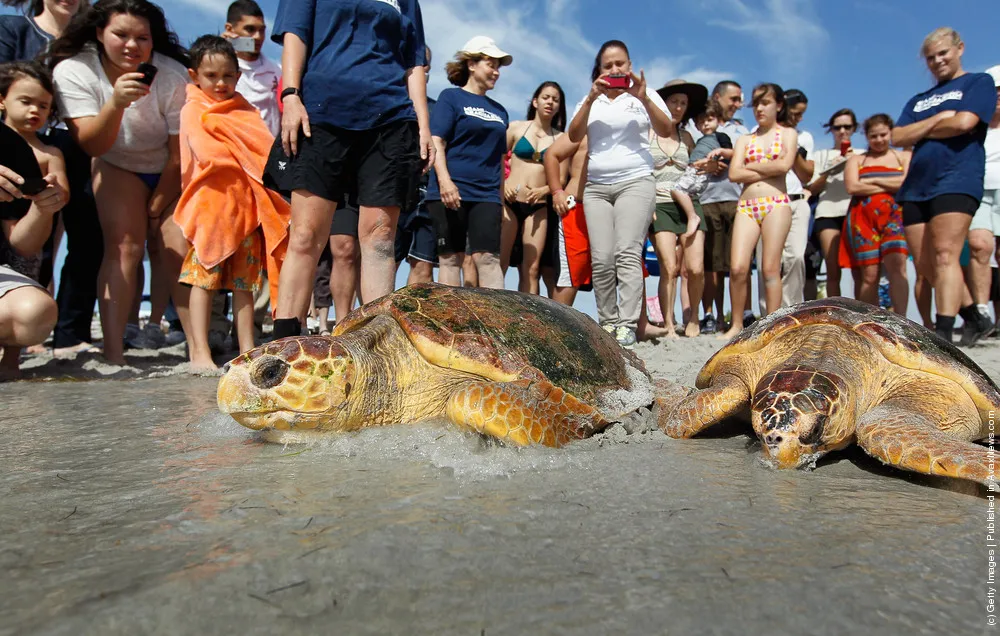 Two Loggerhead Turtles are Returned to the Wild
