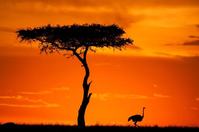 “African Fire”: Ostrich at sunset. (Photo by Paul Goldstein/Rex Features)