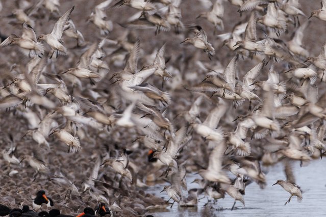 Thousands of knot come in to rest on the lagoon during the “Snettisham Spectacular” on February 12, 2024 in Snettisham, Norfolk. The so called 'Snettisham Spectacular' is a time when particularly high tides push the many wading birds off their feeding ground on the Wash to a lagoon, where they wait for the receding tide to continue feeding. The reserve lies on the edge of 'The Wash', one of the most important bird estuaries in the UK, supporting over 300,000 birds. A few times every year higher than average tides force thousands of waders including knot, oystercatchers, sanderlings, black and bar tailed godwit and plover to take flight, and advance up the mud flats in search of food. The event is one of the most incredible wildlife spectacles in the UK. (Photo by Dan Kitwood/Getty Images)