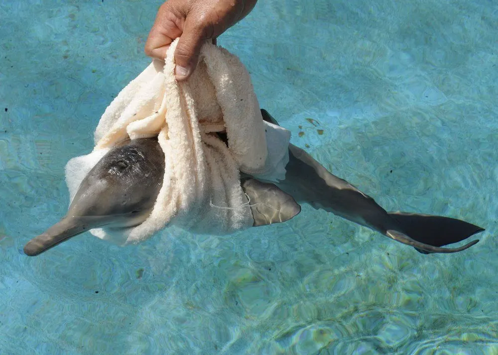 Rescued Baby Dolphin