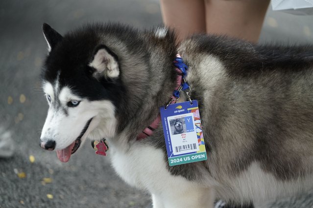 Milo Cui, pet of Chinese tennis player Xu Yifan, attands day four of the US Open tennis tournament at the USTA Billie Jean King National Tennis Center in New York City, on August 29, 2024. (Photo by Timothy A. Clary/AFP Photo)