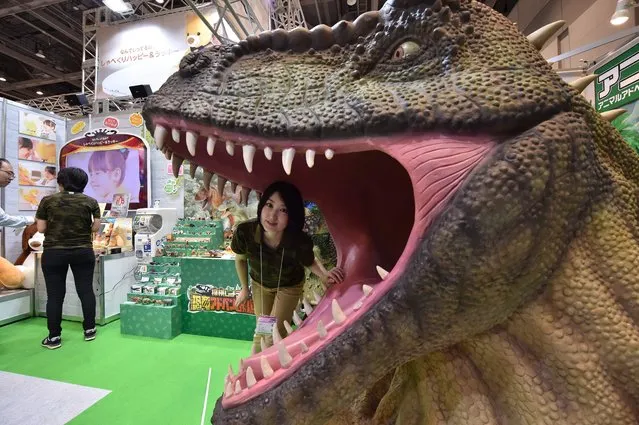 A model of giant dinosaur is displayed at the International Tokyo Toy Show in Tokyo on June 10, 2016. Deepening integrations of technology and toys, driven by human craving for everything weird and wonderful, came on display at the International Tokyo Toy Show, which kicked off this week for a four-day run through June 12. (Photo by Kazuhiro Nogi/AFP Photo)