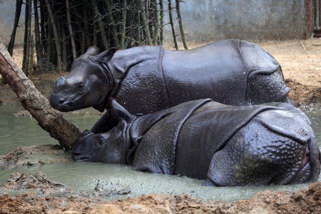 A pair of rhinos cools down in a mud pool beneath a shower on a hot summer day at Arignar Anna Zoological Park in Chennai, India on May 8, 2022. (Photo by Sri Loganathan/ZUMA Press Wire/Rex Features/Shutterstock)