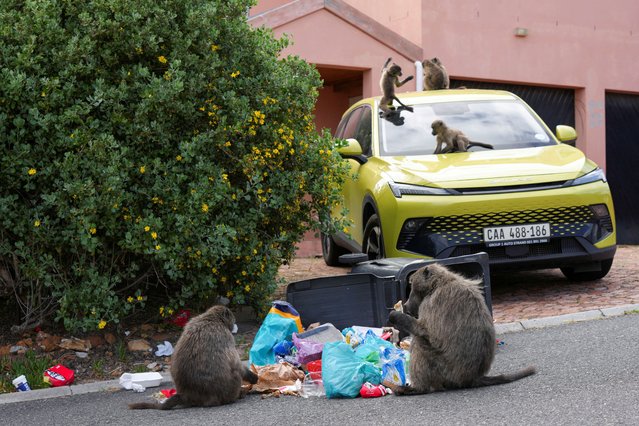 Chacma baboons feed as juveniles play on a vehicle during a raid on refuse bins by a troop of Chacma baboons foraging in the residential neighborhood of Capri in Cape Town, South Africa, on October 14, 2024. (Photo by Nic Bothma/Reuters)