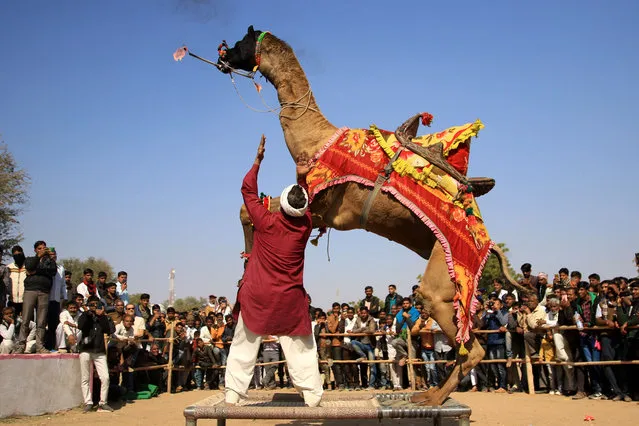 A camel performs with fire during a dance competition at Nagaur cattle fair in Nagaur on January 31, 2020. (Photo by Himanshu Sharma/AFP Photo)
