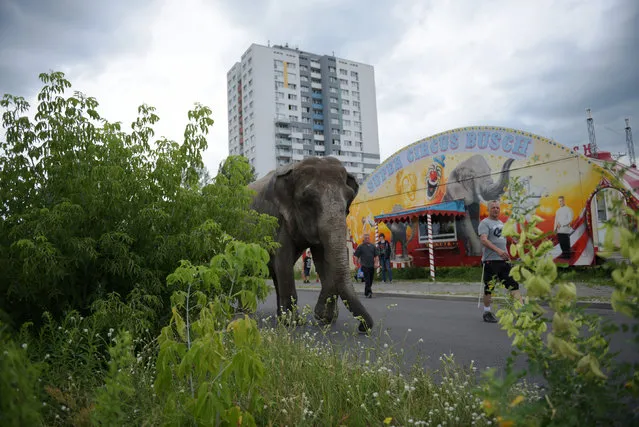 Elephant Maja of Circus Bush on his daily walk with Circus ringmaster Hardy Scholl (R) on Berlin streets in Berlin, Germany June 30, 2016. (Photo by Stefanie Loos/Reuters)