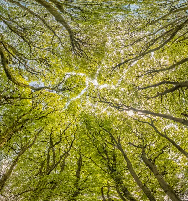 Shortlisted. Woodland, Exmoor national park, by Shaun Davey: “The atmospheric, cathedral-like canopy of the ring of beech trees at Three Combes Foot”. (Photo by Shaun Davey/2020 UK National Parks Photography Competition)