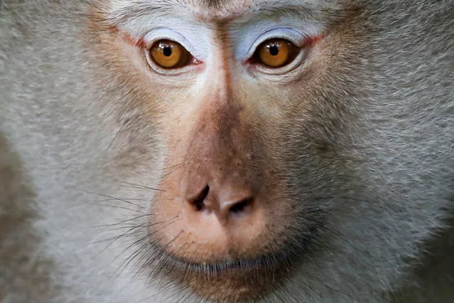 A macaque is seen on a tree at Khao Yai national park in Thailand July 18, 2016. (Photo by Jorge Silva/Reuters)