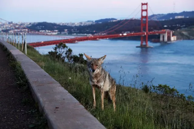 A coyote stands by the roadside as the spread of coronavirus disease (COVID-19) continues, at Golden Gate Bridge View Vista Point across from San Francisco, California, U.S., April 7, 2020. (Photo by Shannon Stapleton/Reuters)