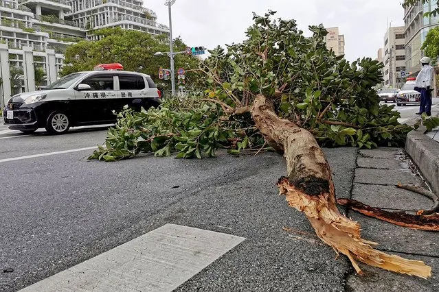 A tree is broken by strong winds as Typhoon Hinnamnor hits Naha, Okinawa prefecture, Japan Sunday, September 4, 2022. (Photo by Kyodo News via AP Photo)