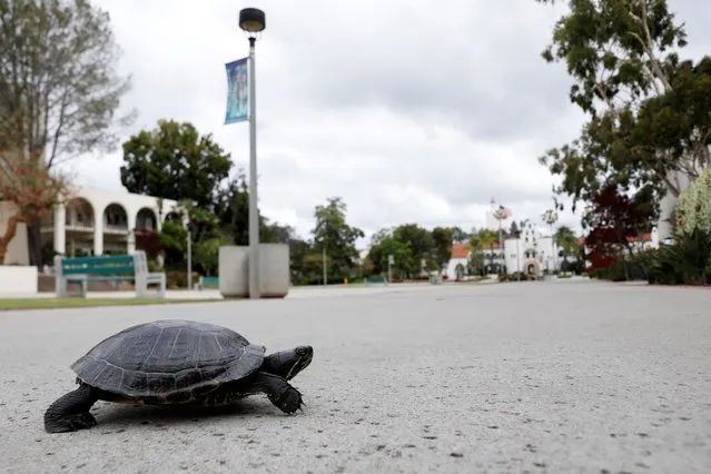 A turtle makes its way across the empty campus of San Diego State University during the outbreak of the coronavirus disease (COVID-19) in San Diego, California, U.S., May 13, 2020. (Photo by Mike Blake/Reuters)
