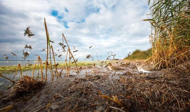 A theatre of birds by Mateusz Piesiak, Poland. Winner, rising star portfolio award. Placing his remote camera on the mud of the reed bed, Piesiak captured the moment when a passing peregrine falcon caused some of the dunlins to fly up. Winner of the Young Wildlife Photographer of the Year award when he was 14, Piesiak explored his locality during the Covid-19 lockdown, with carefully considered camera angles to produce a series of intimate photographs exploring the behaviour of birds. (Photo by Mateusz Piesiak/Wildlife Photographer of the Year)