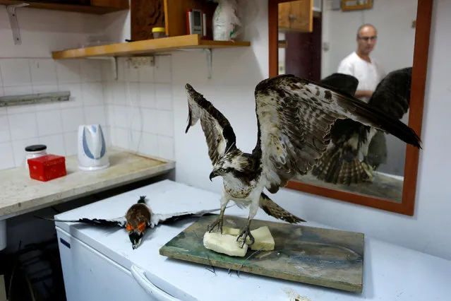 Igor Gavrilov, the main taxidermist of Tel Aviv University's Zoological centre, is reflected in a mirror near a taxidermied bird of prey, which is part of a collection to be housed at the Steinhardt Museum of Natural History, a new Israeli natural history museum set to open next year in Tel Aviv, Israel June 8, 2016. (Photo by Nir Elias/Reuters)