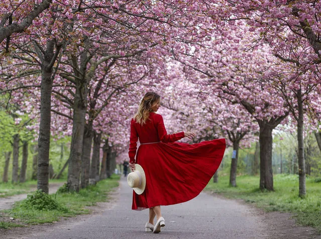 A woman poses for a photo in front of Cherry Blossom (Sakura) during the spring season in Berlin, Germany on April 25, 2022. (Photo by Abdulhamid Hosbas/Anadolu Agency via Getty Images)