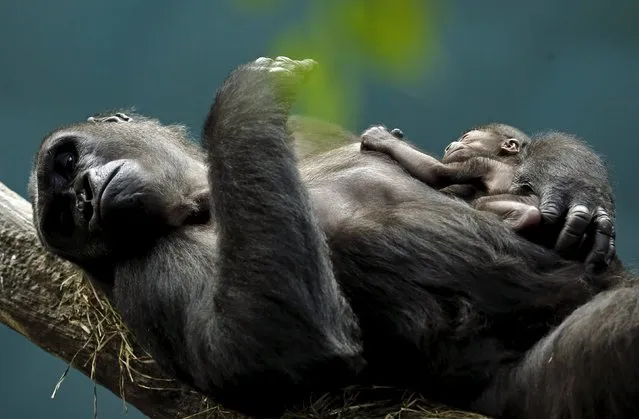 Western lowland gorilla Kamba lays on a branch with her one-day-old son Zachary at the Brookfield Zoo in Brookfield, Illinois, United States, September 24, 2015. (Photo by Jim Young/Reuters)