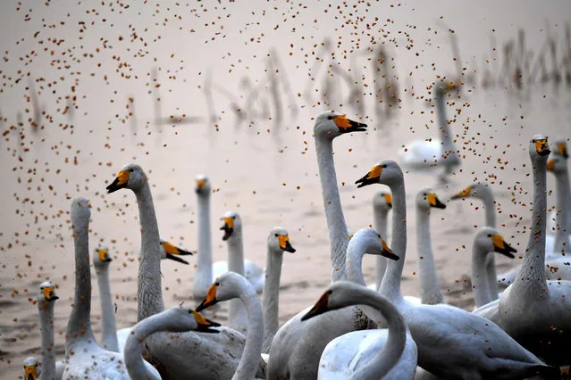 White swans are fed at a wetland in Sanmenxia, central China's Henan Province, December 3, 2017. Migratory white swans fly from Siberia to spend the winter time in the wetland. (Photo by Zhu Xiang/Xinhua/Barcroft Images)