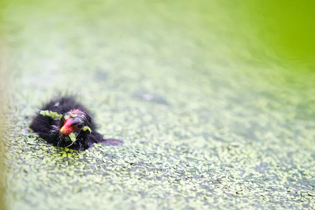 A moorhen chick swims in a pond of Xingtai, north China's Hebei Province on July 7, 2020. (Photo by Mu Yu/Xinhua News Agency/Rex Features/Shutterstock)
