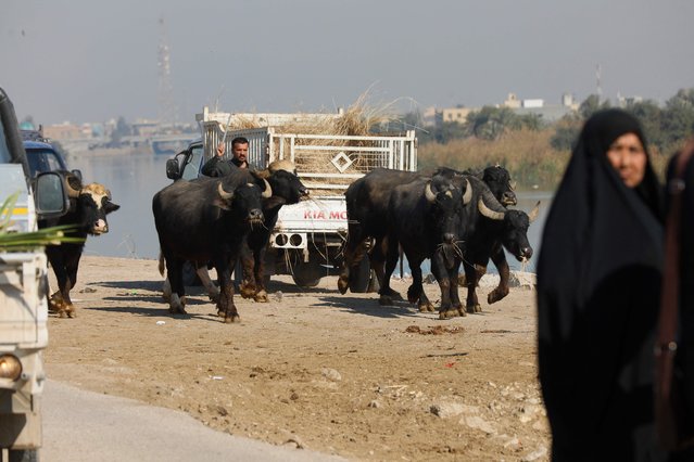 A shepherd leads buffalos to drink from the Euphrates River in the Al-Ayfar region near the Iraqi city of Hilla in the central Babil governorate on February 17, 2025, where the foot-and-mouth disease has been reportedly killing livestock this month. (Photo by Karar Jabbar/AFP Photo)