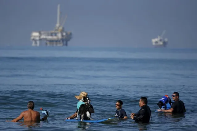 Surfing dogs wait for waves with their owners in front of oil platforms during the Surf City Surf Dog Contest in Huntington Beach, California September 27, 2015. (Photo by Lucy Nicholson/Reuters)
