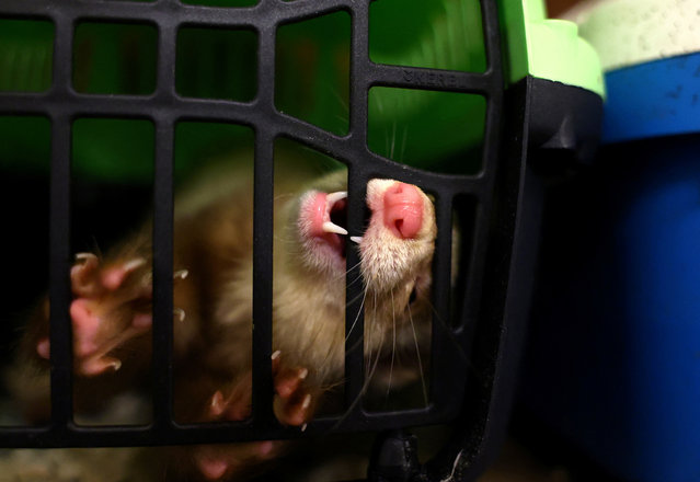 A ferret bites a cage during the annual Ferret Racing Championship at the Craven Arms and Cruck Barn in Appletreewick, Britain on February 7, 2024. (Photo by Lee Smith/Reuters)