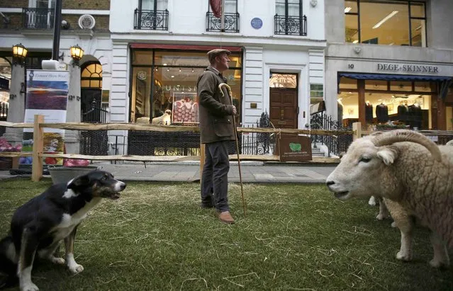 Shepherd Ben Blackmore stands with his sheep dog and flock of Exmoor Horn sheep in Savile Row, London, Britain October 5, 2015. (Photo by Peter Nicholls/Reuters)