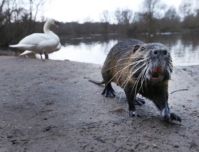 A nutria walks away from a swan at a small lake in Moerfelden near Frankfurt, Germany, Tuesday, January 2, 2018. (Photo by Michael Probst/AP Photo)