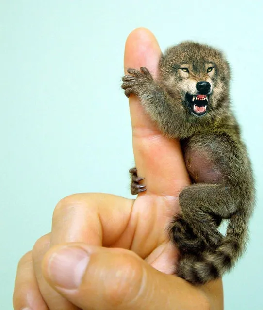 Cross between a  a wolf and a finger monkey – Ferocious Pygmy Marmowolf. (Photo by Sarah DeRemer/Caters News)