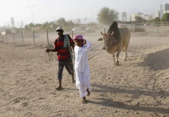 A boy pulls his family bull as he arrives during a bullfight in the eastern emirate of Fujairah October 17, 2014. (Photo by Ahmed Jadallah/Reuters)