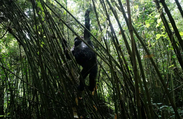 An endangered female high mountain gorilla from the Sabyinyo family climbs down from the bamboo forest within the Volcanoes National Park near Kinigi, northwestern Rwanda on January 11, 2018. Eugene Mutangana, the head of conservation at the Rwandan Development Board (RDB), said an average of 18 baby mountain gorillas had been born each year in Rwanda since 2005, when the east African nation began naming them in an annual ceremony. (Photo by Thomas Mukoya/Reuters)
