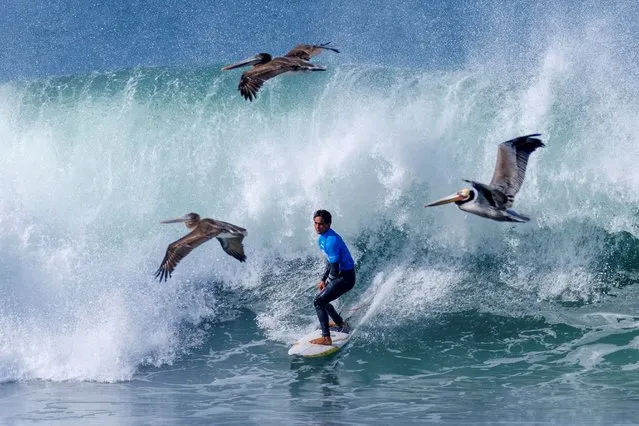 Brown pelicans fly past Eli Hanneman of the U.S. as he competes during the Men’s quarter-finals at the WSL World Junior Surf Championships at Cardiff Reef in Encinitas, California, U.S., January 13, 2023. (Photo by Mike Blake/Reuters)