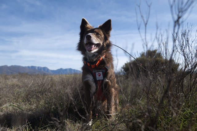 Collie dog, Delta, working as part of the Endangered Wildlife Trust's Dryland Conservation Project, works to sniff out critically endangered Geometric tortoises on a private reserve in the Boland district of the Western Cape on June 30, 2025. Trained dogs are being used in South Africa to help locate and then track a critically endangered species of tortoise. The dogs are far more efficient at locating the tortoises in the field than humans. These dogs are also used in anti-poaching operations of animals and plants. (Photo by Rodger Bosch/AFP Photo)
