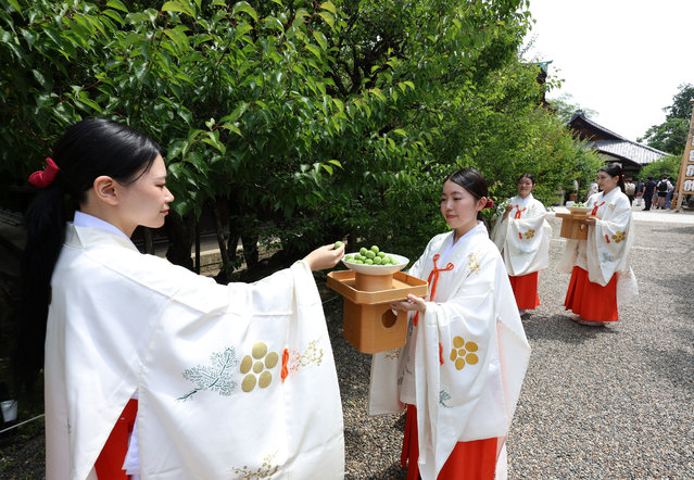 Shrine maidens harvest plums at Kitano Tenmangu Shrine on May 23, 2025 in Kyoto, Japan. The plum will be sold to visitors at the end of the year as 'Ofuku-ume' after marinated in salt and dried. (Photo by The Asahi Shimbun via Getty Images)