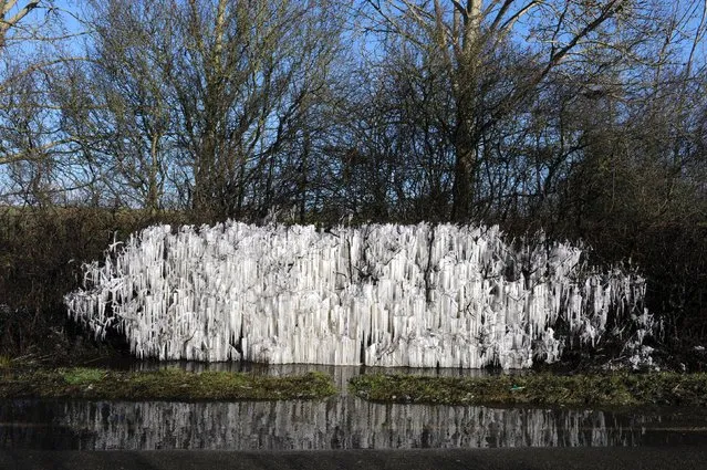 Water thrown up from a puddle at the side of a road in Brentwood, Essex, on March 13, 2013, form icicles on a part of a roadside hedge as the UK starts to recover from the recent cold snap which brought travel chaos to parts of the UK. (Photo by Nick Ansell/PA Wire)