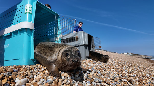 Skittles and Hopscotch, two seal pups, have been released back into the sea at Hastings, East Sussex,, UK on August 4, 2025, after being nursed back to health on a diet of fish soup, mackerel and herring. They were taken into the RSPCA’s Mallydams Wood wildlife centre eight weeks ago after being found by volunteers from British Divers Marine Life Rescue. The pups, thought to be about five months old, were underweight and suffering from injuries and parasites. The RSPCA said the pups would not have survived without help. (Photo by RSPCA/Cover Images)