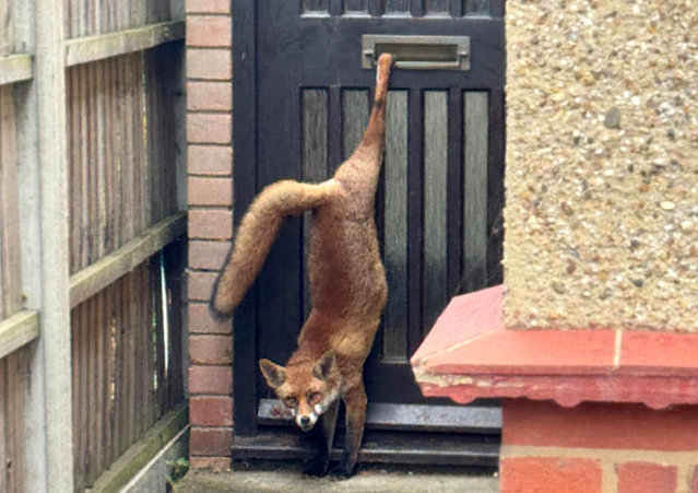 A fox found hanging upside down with its leg stuck in a letterbox was freed by Liam Clement, a 16-year-old paper boy on August 20, 2025. The fox panicked and got stuck again in a nearby fence so a wildlife rescue charity was called and it is being treated at the South Essex Wildlife Hospital in Orsett, UK. (Photo by Solent News & Photo Agency)